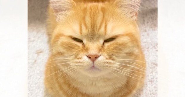 眠そうにしている猫に『ごはん』と言ってみた結果…まさかの可愛すぎる反応が124万再生「最強の言葉」「ちゃんと理解してるよね」