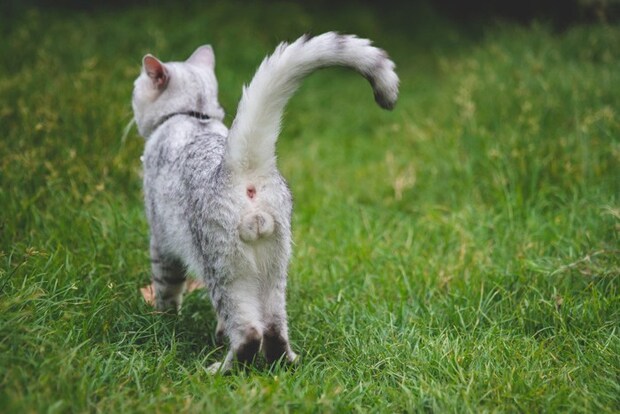 診察を受ける猫