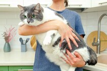 猫の『寿命を削るダメな飼い方』4選　外飼い、喫煙…知らず知らずに猫を苦しめる行為とは