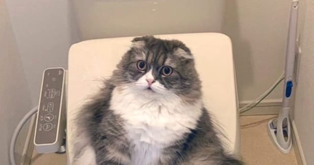 トイレに入ろうとドアを開けたら、中で猫が…想像もしていなかった『まさかの光景』に爆笑の声「存在感がすごくて笑った」「猫トイレに飽きたかぁ」