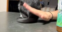 猫がしっぽでぺちぺちしてくるので止めてみた結果…予想外の『可愛すぎる反応』に「楽しくなっちゃうね」「ワイパーみたいｗ」と反響