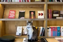 図書館で人気のマスコットは「ロボット猫」不安や孤独感の解消にも一役　オーストラリア