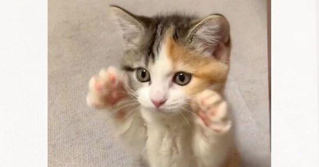 小さな子猫が立ち上がったかと思ったら…次の瞬間→とんでもなく可愛いしぐさに「ずっと見ていたい」「キュンキュンした」と悶絶する人が続出
