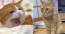 同居猫に喧嘩を仕掛けようとしたら、先に威嚇されて…納得のいかない猫が見せた『衝撃の表情』が20万再生「想像以上に納得いってないｗｗｗ」