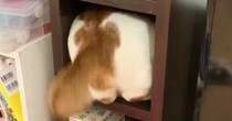 『狭いところに無理やり入ろうとする猫』を見守っていたら…まさかの瞬間が200万再生「頑張ったのにｗｗ」「職場で大声出たｗ」と爆笑の声