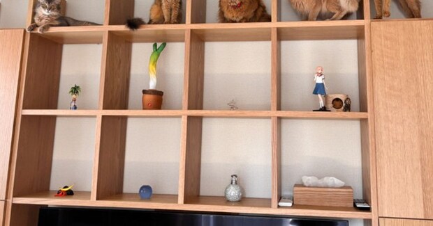 棚の上段スペースを見たら、猫たちが…思わず二度見する『圧巻の光景』に３万いいね「ニャン数分の個室を完備」「めっちゃカッコいい」と話題に