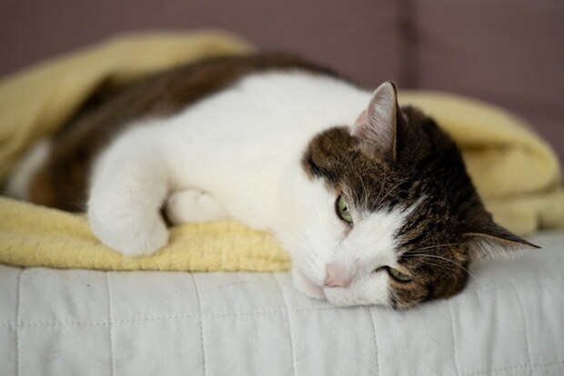 だるそうに横たわる猫