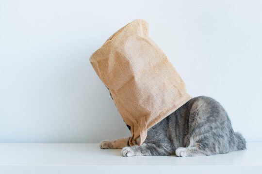 猫初心者が猫との暮らしで『びっくりするであろうこと』6選　猫のイメージが大きく変わるかも？