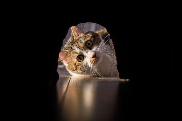 暗がりを覗き込む猫