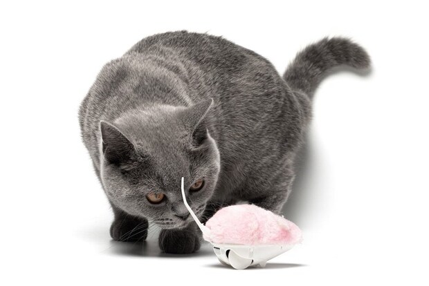 ネズミのラジコンを至近距離で見つめる猫