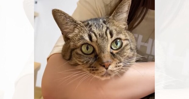 『妻の妹に名前を間違えられて…』ネコが見せた驚きのリアクションが52万再生「ちゃんと理解してるw」「すかさず突っ込んでるw」と爆笑の声