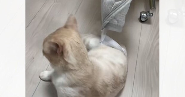 ゴムに引っかかってしまった猫→歩き出したかと思ったら…思わぬハプニングが66万再生「ンニャッが可愛すぎる」「気付いたら永遠に見てたw」