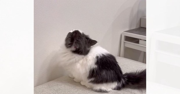 自分で登れるのに『抱っこしてぇ』と甘えてくる猫→抱っこしてあげないと…「なんて愛らしいｗ」「甘えてくるのたまらんね」と癒される人が続出