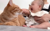 生まれたばかりの赤ちゃん→初めてネコのことを撫でたら…涙が出るほど『可愛すぎる光景』が11万再生「尊すぎて泣ける」「すごく癒された」