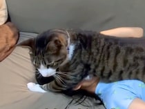 ソファで女の子の顔に乗る猫→攻撃しあっているけれど、ケンカではないようで…愛しかない『いつもの風景』が話題「寝技ガッチリ決まってるｗ」