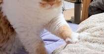 お布団をふみふみする猫の『表情』を見てみると……まさかの『職人のような光景』に４万いいね「さすがプロ、面構えが違う」「職人の眼差し」