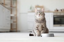 シニア猫が『ご飯を食べない』ときに考えられる4つの原因　無理にでも食べさせたほうがいい？