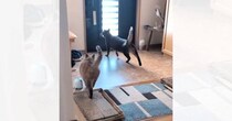 大好きなお母さんが帰宅すると、2匹のネコが…喜びのあまり見せた『まさかの行動』が46万再生「めっちゃ笑った」「娘さん警戒してて草」