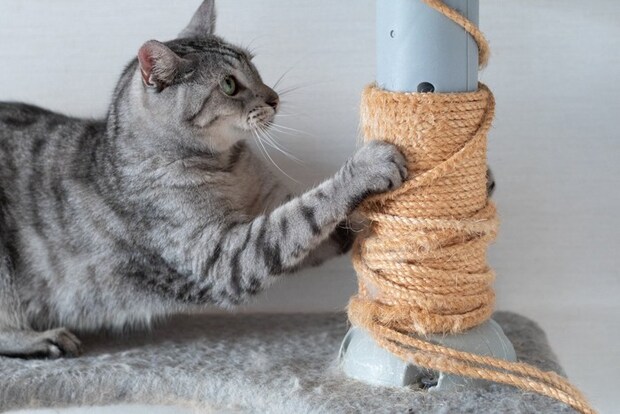 爪とぎを激しくする猫