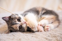 猫が『欲求不満』に陥っているサイン5選　猫に不満を溜めさせないための予防策も