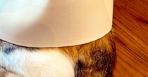 家族とかくれんぼする猫→探すのは上手いけど、『隠れる側』になると…あまりにも愛おしい光景に2万いいね「頭隠して尻隠さずｗ」「てぇてぇ」