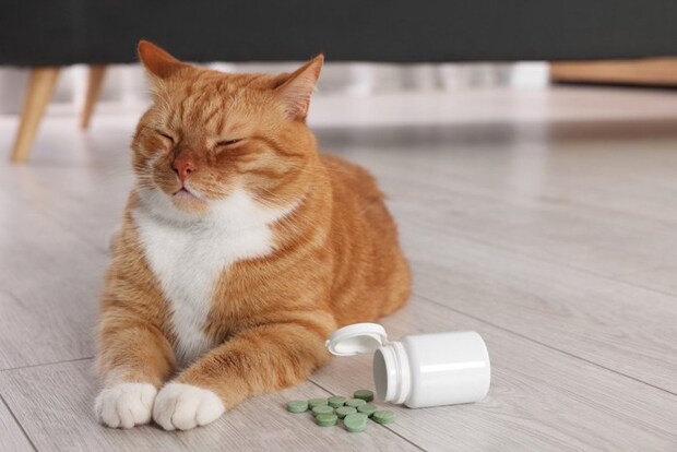 倒れたサプリの瓶と猫