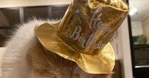 愛猫の１歳の誕生日→盛大に祝おうとパーティーをしたら…ネコが見せた『まさかの表情』に爆笑の声続出「顔が良すぎるｗ」「やる気のない主役ｗ」