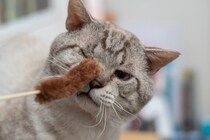 猫にも白髪やシワが？人と猫で共通する『老化のサイン』4選