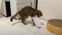 箱好きな猫の前に『小さすぎる箱』を置いてみたら…まさかの行動に爆笑する人が続出「チャレンジ精神見習いますｗ」「諦めないの大事ｗ」