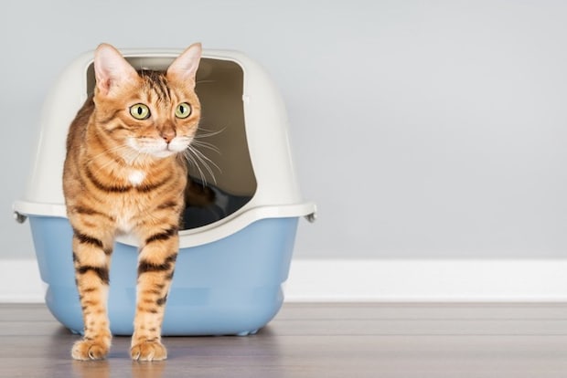 フード付きトイレ