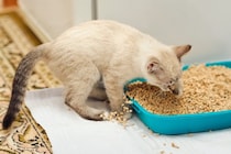 『猫砂の飛び散り』に困ったら試したい3つの対策　そもそも飛び散りの原因は？