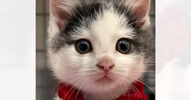 あどけない表情の『アイラインが特徴的な子猫』→成長すると…美しすぎるビフォーアフターに2万いいね「すっかり美ニャン」「とっても綺麗」