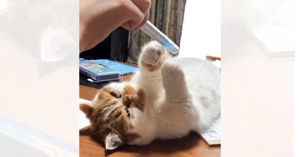 宿題休憩中の娘に遊んでもらうネコを見ていると…まさかの展開が可愛すぎると350万再生「え、噓やんｗ」「とっても平和で感動した」と大反響