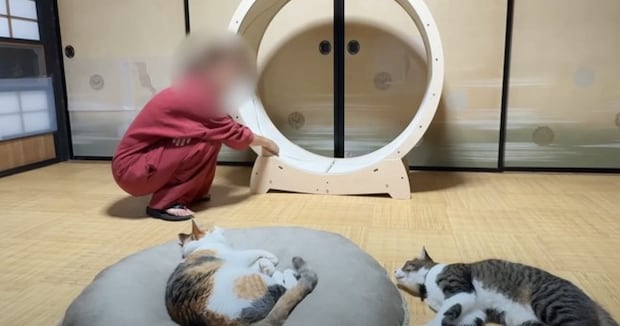 猫たちがキャットホイールで遊ぶ姿を見たくて…飼い主さんがとった『衝撃の珍行動』に「人間が使ってるの初めて見たｗ」「愉快すぎｗ」と爆笑の声
