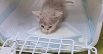 鳥に襲われていた子猫を保護→お風呂に入れると、『灰色の見た目』が…劇的なビフォーアフターに感動「めっちゃ可愛くなった」「奇跡の美ニャン」