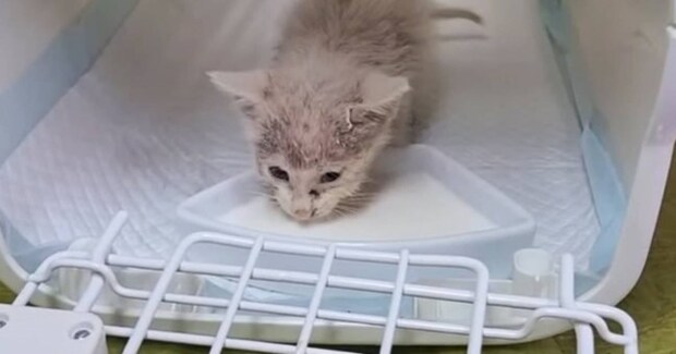 鳥に襲われていた子猫を保護→お風呂に入れると、『灰色の見た目』が…劇的なビフォーアフターに感動「めっちゃ可愛くなった」「奇跡の美ニャン」