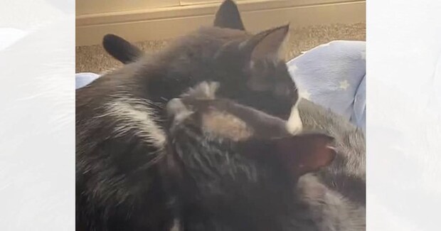 グルーミングをし合う2匹の猫を見ていたら…微笑ましすぎる展開に「ニンマリしてしまった」「何度も見てしまう」「可愛くてうるっときた」の声