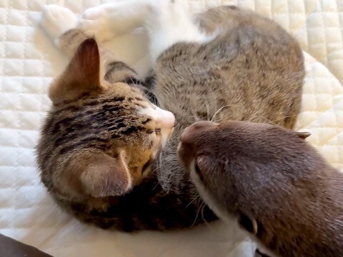 寝ているカワウソが気になっている様子の赤ちゃん猫→そっと見守ってみたら…仲良くなりたくて見せた『愛おしい行動』に「目が離せない」と反響