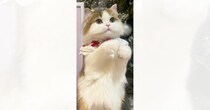 前足を上げる猫の『後ろに飾られたイラスト』を見てみると…とっても素敵な『奇跡の瞬間』に「見事なシンクロ」「わぁかわいい〜」と話題に