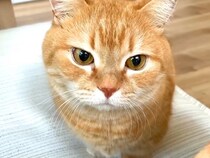 ネコとの添い寝中、咳が出てしまい起きたママ→なぜかネコがブチギレてきて…理不尽すぎる『まさかの原因』が話題「不思議な怒りセンサー」