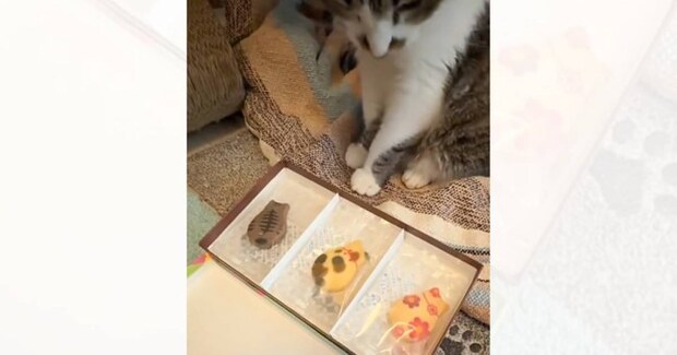 3種類の猫型クッキーを愛猫に見せてみると…まさかの行動が賢すぎると26万再生「思わず凄いって声が出た」「仕草が可愛い」と反響