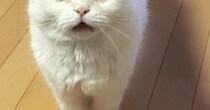 ごはんを要求しにきたネコの顔を見たら……だいぶ圧強めな『まさかの表情』に「ガラが悪いｗｗ」「食べたすぎて眉間にシワがｗ」と２万いいね