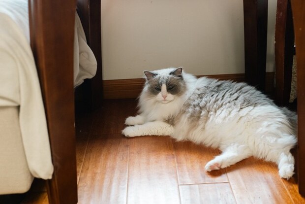 ベッドわきでくつろぐラグドール