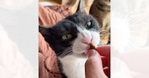 おやつを与えようと口に手を近づけたら…猫が見せたとっても優しい『配慮』に「えぇ、すごすぎる」「なんて愛おしいんだ」と驚きの声