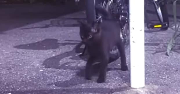 飢えを凌ぐために『虫を食べていた』子猫が保護された結果…子猫が見せた行動に涙が止まらないと39万再生「泣ける」「たくさん幸せを感じてね」