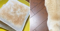トーストを見ていたら、似ているなと思って…猫のことを上から見てみると→そっくりすぎる模様に２万いいね「ちょうど美味しそうな焦げ具合」