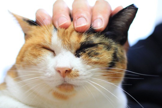 猫の『喜怒哀楽』はこれでわかる！体にあらわれるサインを、4つの感情ごとに解説