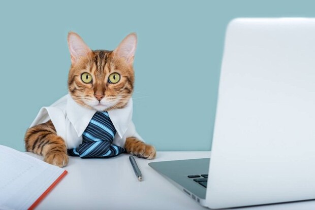 オフィスで働く猫