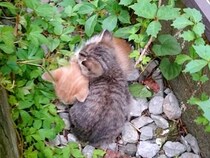 10年前、アパートの隙間で身を寄せ合う２匹の子猫を発見→放っておけず…人生を変えた『素敵な決断』に感動「幸せを感じる」「間違ってないよ」