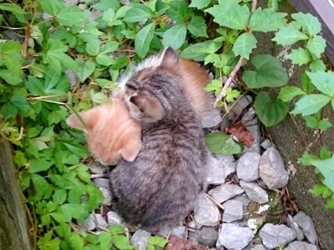 10年前、アパートの隙間で身を寄せ合う２匹の子猫を発見→放っておけず…人生を変えた『素敵な決断』に感動「幸せを感じる」「間違ってないよ」